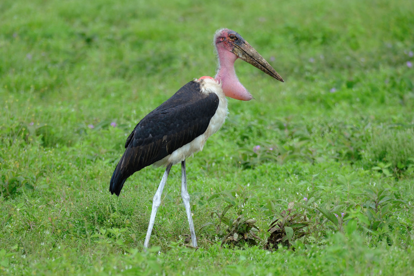 image Marabou Stork